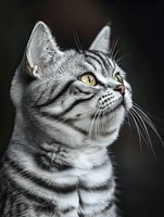 Silver tabby cat with yellow eyes looking up in profile against dark background for pet photography and animal portraits.