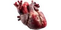 Anatomically detailed human heart model showing ventricles, arteries, and tissue texture on white background for medical education and healthcare visualization.