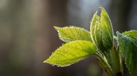 Fresh green leaves with water droplets on natural blurred background. Spring growth and renewal concept for organic gardening and botanical themes.