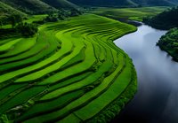 Aerial view of lush green terraced rice paddies with curved contour lines following the landscape, bordered by a calm river reflecting the sky, showcasing sustainable agriculture.