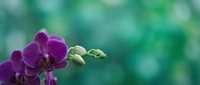 Purple orchid flowers with buds on soft green bokeh background for spa wellness and natural beauty concepts.
