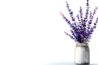 Fresh purple lavender flowers arranged in rustic concrete vase on white background, minimalist composition with copy space for text, isolated botanical design element.