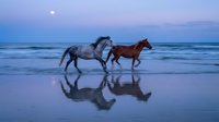 Two horses running along ocean beach at twilight with purple sky and moon reflection on wet sand creating romantic seascape for travel and nature concepts.
