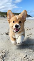 Happy Pembroke Welsh Corgi puppy running and playing on sandy beach with ocean waves and cliffs in background on sunny summer day.