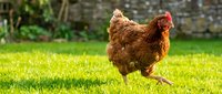 Brown hen walking on green grass in rural farmyard setting with stone wall background for organic farming and poultry agriculture concepts.