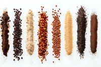Rows of diverse spices and seasonings including peppercorns, ground cinnamon, chili flakes, and aromatic powders arranged on white background for culinary design.