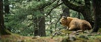 Highland cattle resting peacefully in ancient forest setting with moss-covered rocks and towering pine trees creating serene woodland atmosphere.