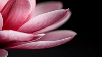 Delicate pink magnolia petals against dark background, macro photography showing soft texture and gentle curves. Artistic floral composition for wellness and spa.