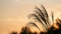 Pampas grass silhouettes swaying against warm golden sunset sky creating peaceful natural landscape scene for relaxation and mindfulness concepts.