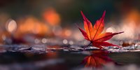 Vibrant red Japanese maple leaf standing upright on wet surface with reflection and bokeh background, symbolizing autumn tranquility.
