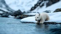 Young polar bear cub exploring icy water edge in Arctic environment, snowy landscape with mountains in background, wildlife photography in natural habitat.
