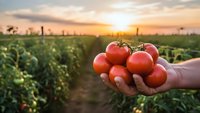 Fresh ripe tomatoes in farmer hands at sunset in agricultural field. Organic vegetable harvest concept for healthy eating and sustainable farming.
