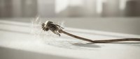 Dried seedhead with delicate filaments casting shadow on white surface, suitable for minimalist design, botanical backgrounds, and nature-inspired projects.