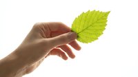Hand holding a bright green leaf on white background, symbolizing nature, ecology, and environmental care for green living concepts.