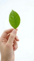Hand holding fresh green leaf on white background symbolizing environmental care and natural sustainability for eco-friendly business concepts.