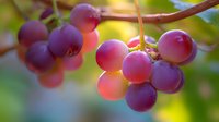 Fresh ripe purple and pink grapes hanging on grapevine branch in vineyard with soft sunlight and natural bokeh background, macro close up view.