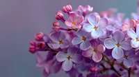 Delicate purple lilac flowers in full bloom with soft pink buds on blurred background for spring garden design and botanical decoration projects.