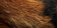 Close-up texture of brown and black animal fur showing natural pattern and texture for wildlife or fashion design backgrounds.