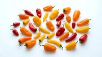 Colorful mini sweet peppers in red, orange, and yellow arranged on white background, isolated for culinary, food styling, recipe, and cooking design projects.