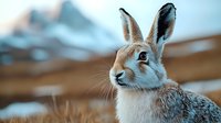 Wild snowshoe hare in winter coat against blurred mountain landscape, close-up portrait showing distinctive long ears and alert expression in natural habitat.