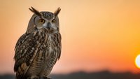 Majestic eagle owl perched against stunning orange sunset sky, showcasing detailed feathers and piercing eyes in golden hour light for wildlife photography.