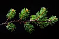 Fresh pine branch with vibrant green needles and new growth buds isolated on black background, perfect for holiday or nature designs.