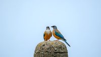 Two colorful birds perched on stone rock against clear sky background in natural wildlife setting for nature photography and outdoor themes.