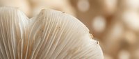 Close-up macro shot of delicate mushroom gills showing intricate natural patterns and textures in soft beige tones with warm bokeh background lighting.