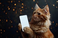 Fluffy orange tabby cat holding smartphone with blank white screen against dark background with golden bokeh lights for holiday messaging.