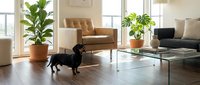 Modern living room interior with black dachshund dog on hardwood floors, featuring leather armchair, houseplants, and contemporary furniture design.