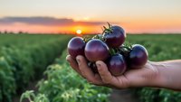 Fresh ripe purple tomatoes held in farmer's hand at sunset over agricultural field. Organic farming harvest concept for healthy food production.