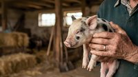 Farmer holding young piglet in barn with hay and rustic wooden structure in background, depicting livestock care and agricultural work.