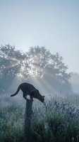 Domestic cat balancing on wooden fence post in misty morning meadow with purple wildflowers and sunbeams filtering through trees in peaceful countryside.