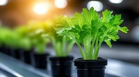 Fresh celery seedlings growing in small black pots, vibrant green leaves against blurred background with warm sunlight glow. Organic gardening and healthy food concept.