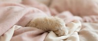 Young tabby kitten with white paws resting on soft beige and cream bedding, conveying comfort and relaxation for pet care and lifestyle content.