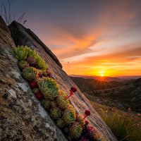 Succulent plants growing on rocky cliff face during golden hour sunset with dramatic orange sky and mountain landscape in background.