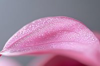 Pink flower petal with morning dew drops in macro photography, showing delicate texture and water condensation against soft gray background.
