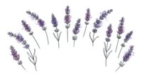 Purple lavender flowers with stems and leaves arranged in decorative pattern on white background isolated for design projects and aromatherapy concepts.