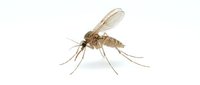 Mosquito insect isolated on white background, suitable for medical, educational, pest control, and scientific design projects.