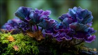 Vibrant purple mushrooms growing on moss-covered log in forest, showcasing delicate gills and layered caps in rich blue-violet hues against green moss.