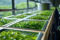 Seedlings growing in wooden trays inside greenhouse with natural light, suitable for agriculture, horticulture, farming, and sustainable food production projects.