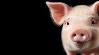 Pink piglet portrait on black background, close-up view of young pig face with curious expression and perked ears. Isolated design element for farming and agriculture concepts.