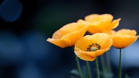 Vibrant orange poppies in full bloom against dark blue background, showcasing delicate petals and dark centers in soft focus macro photography.