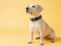 Yellow Labrador puppy wearing black collar sitting against yellow background, studio portrait of young dog looking up with attentive expression.