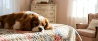Adorable Cavalier King Charles Spaniel dog resting peacefully on colorful quilt in cozy bedroom interior with natural sunlight streaming through windows.