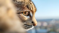 Close-up profile of tabby cat with amber eye gazing at cityscape in soft focus background, natural lighting highlighting fur details.