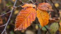 Vibrant orange autumn leaves with water droplets on dark branch, showing detailed leaf veins and seasonal color change in close-up nature photography.