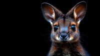 Close up portrait of red-necked wallaby joey with bright blue eyes against dark background, dramatic lighting highlights facial features and fur texture.