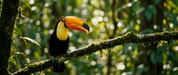 Colorful toucan bird perched on moss-covered branch in tropical rainforest with bright orange beak and vibrant plumage against green foliage backdrop.