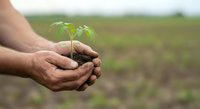 Farmer holding young seedling with soil in hands over cultivated field, representing sustainable agriculture and growth.